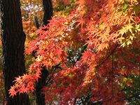 �������R��